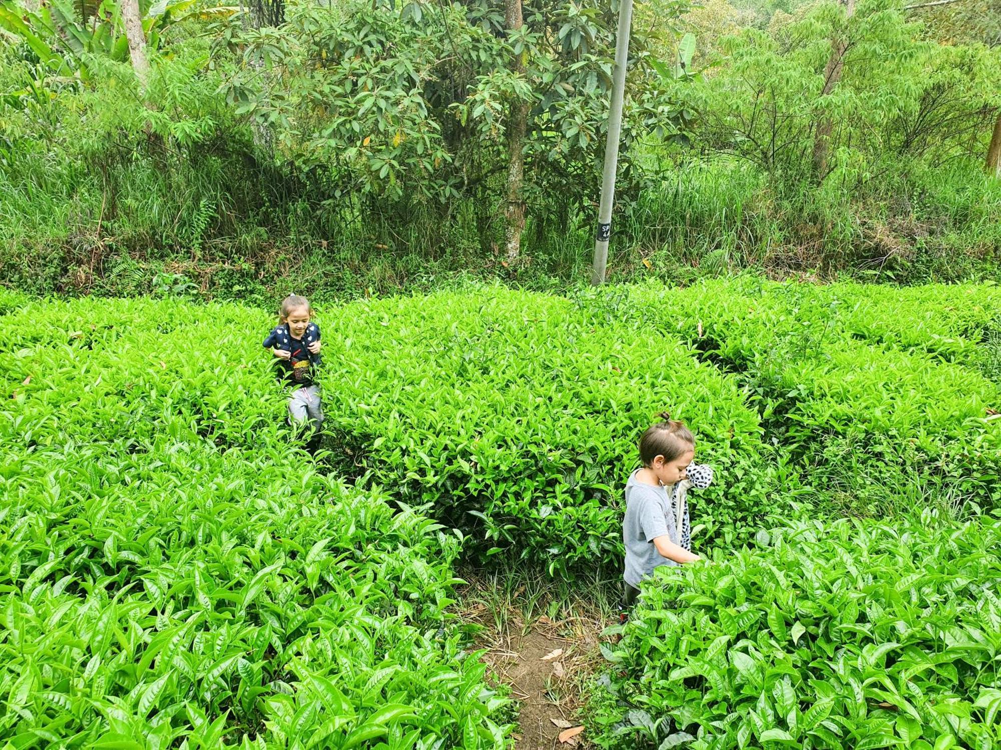 Mossy Forest Family Retreat Ii, 2-8 Pax, Cameron Highlands Bagian luar foto